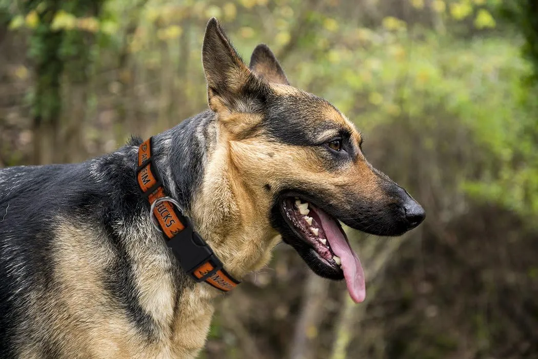 Pets First NHL Collar for Dogs & Cats. Adjustable, Cute, & Stylish! The Ultimate Hockey Fan Collar!