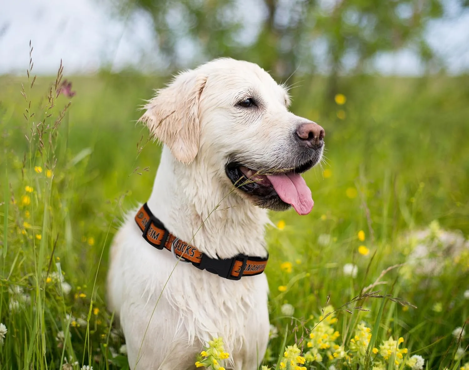 Pets First NHL Collar for Dogs & Cats. Adjustable, Cute, & Stylish! The Ultimate Hockey Fan Collar!